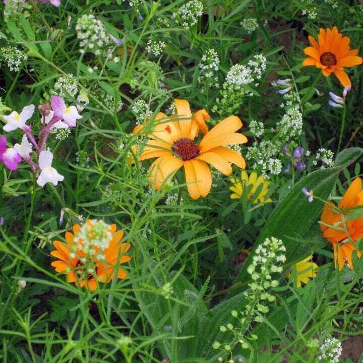 1000+ Wildflower Mix Seeds — DROUGHT RESISTANT —- 25 Species