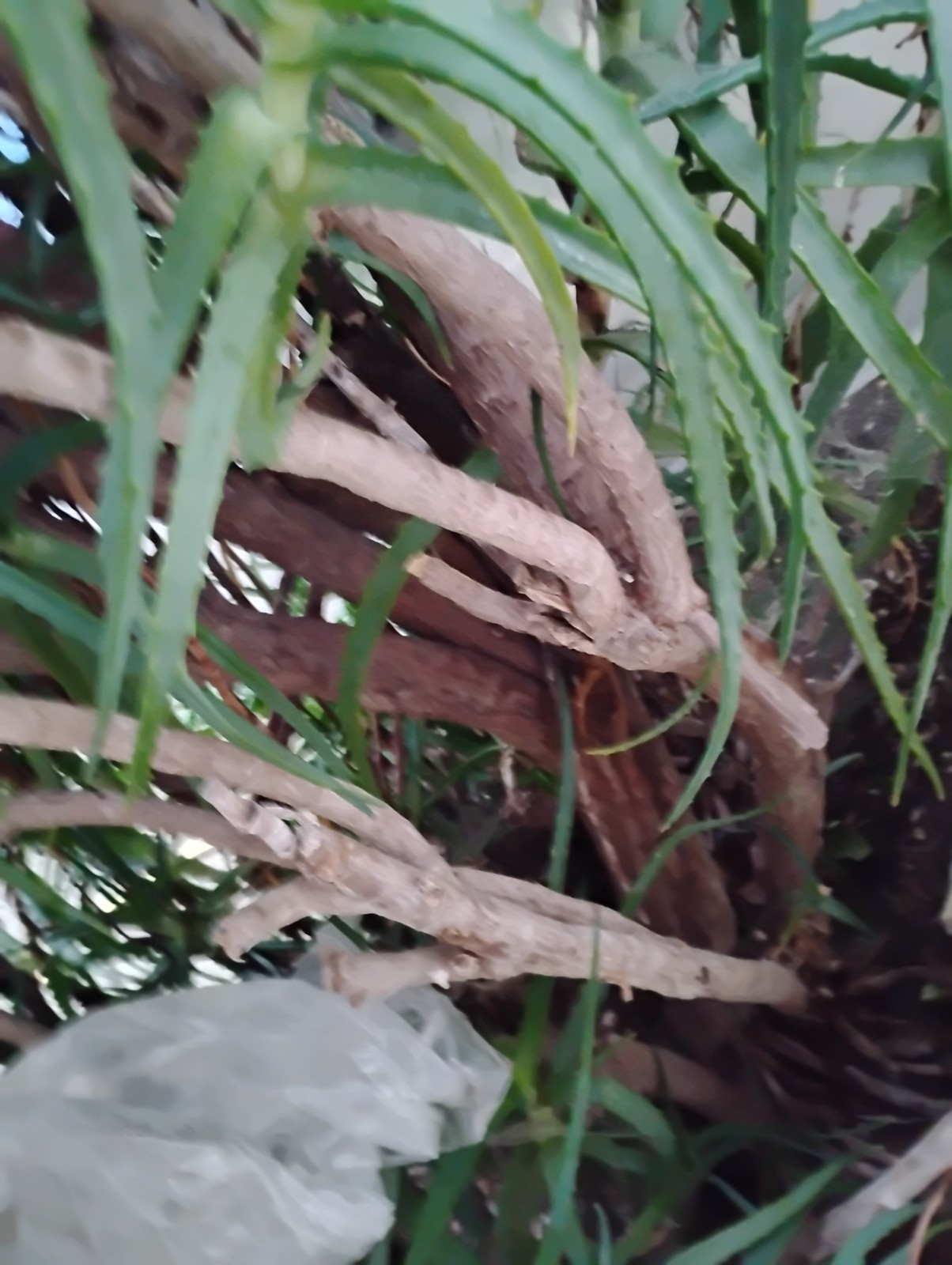 Large Aloe Arborescens Cactus Plant Cuttings from 40 year old Healing Plant.