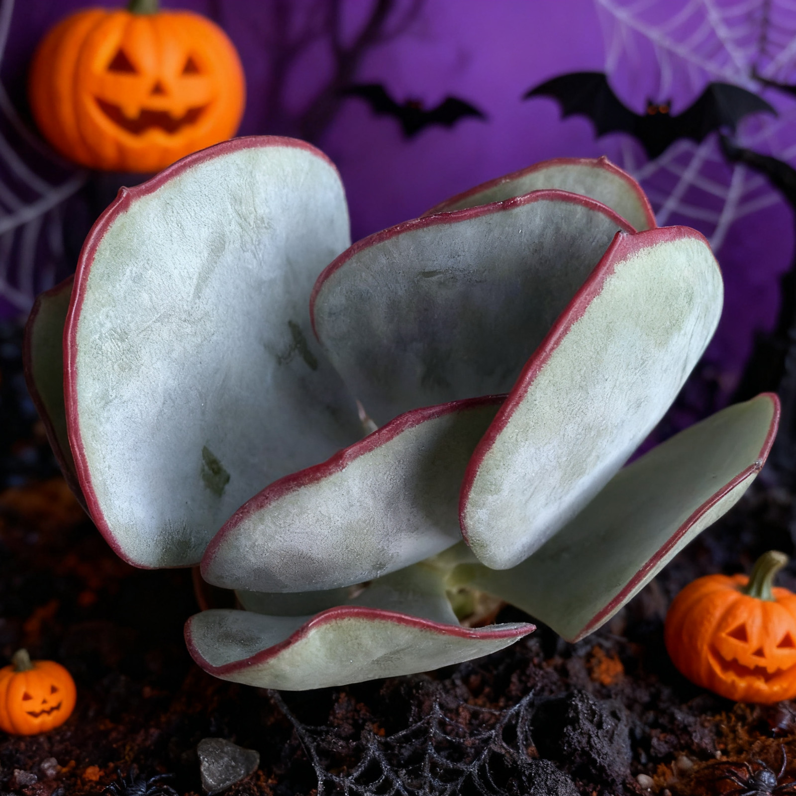 Cotyledon OrbiculataHakubi Succulents Plants Live, Bare root without soil pot,Ga