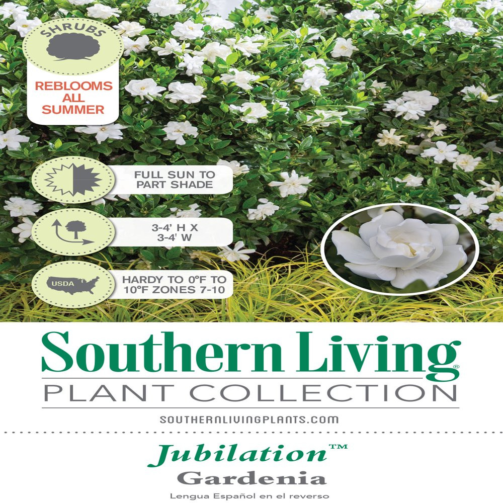 Flowering Evergreen Shrub with Fragrant White Blooms Full Sun to Part Shade Live