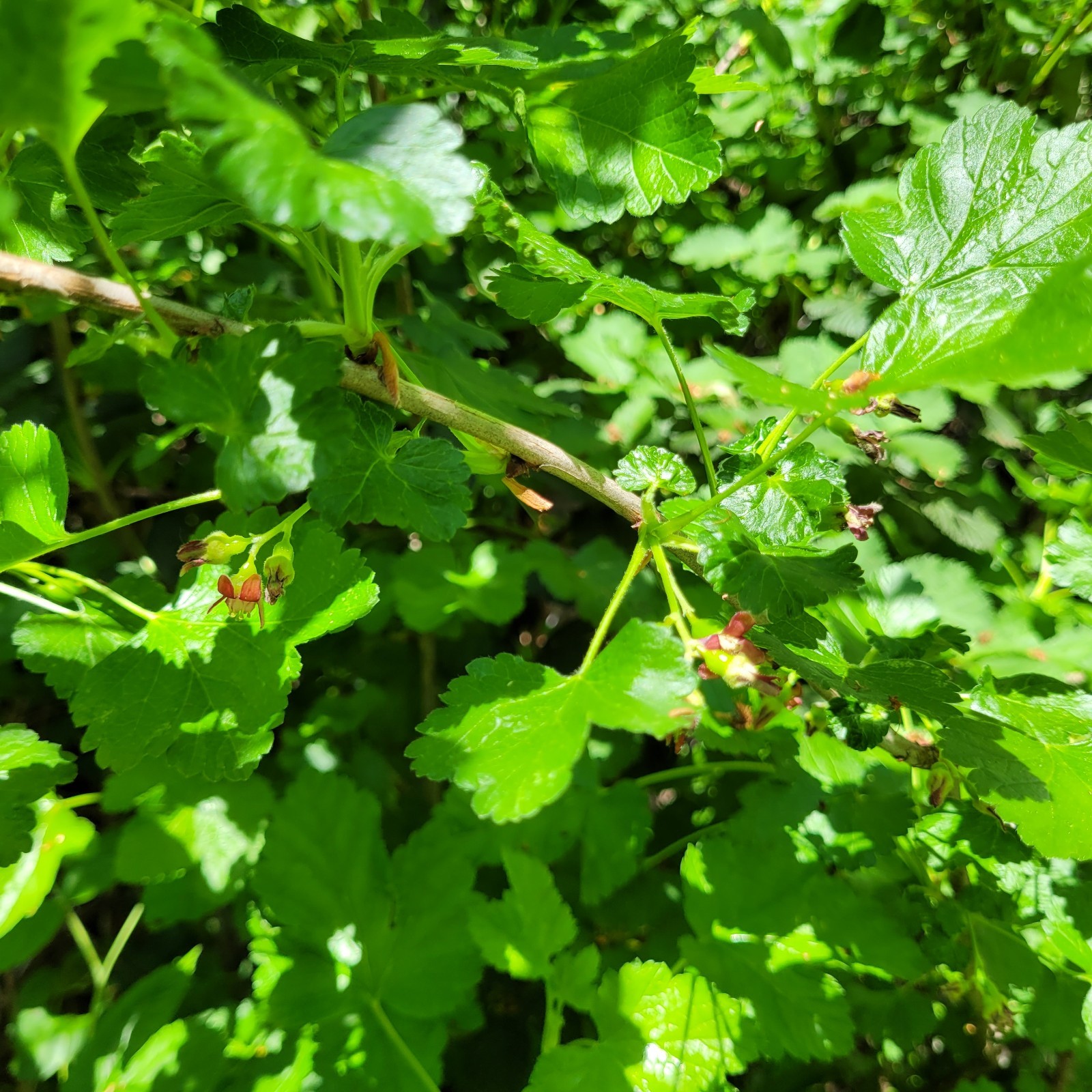 6 Jostaberry Ribes Nidigrolaria Fresh Cuttings Unrooted 6″-9″ Zones 3-8 Hardy