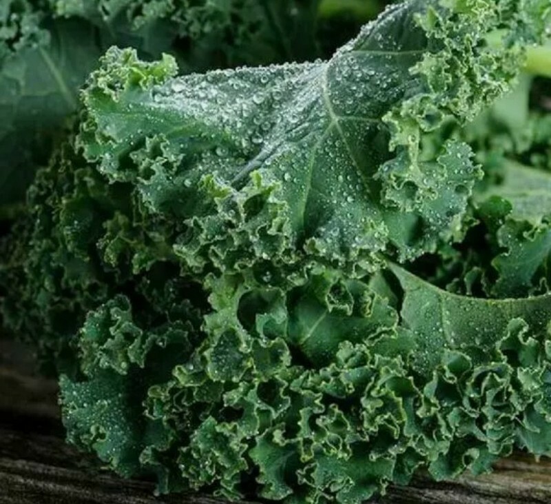 20+ Kale Dwarf Blue Curled Scotch Kale Seeds – Non-GMO Heirloom