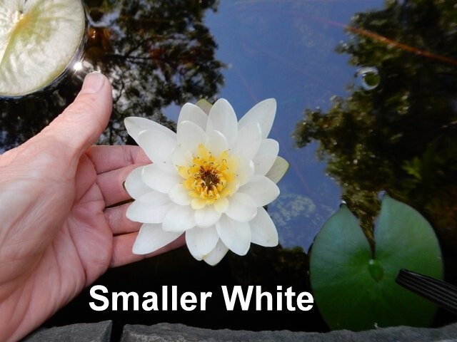 SUNFIRE water lily – hardy pond plant – FOR CHARITY – Nice tuber!