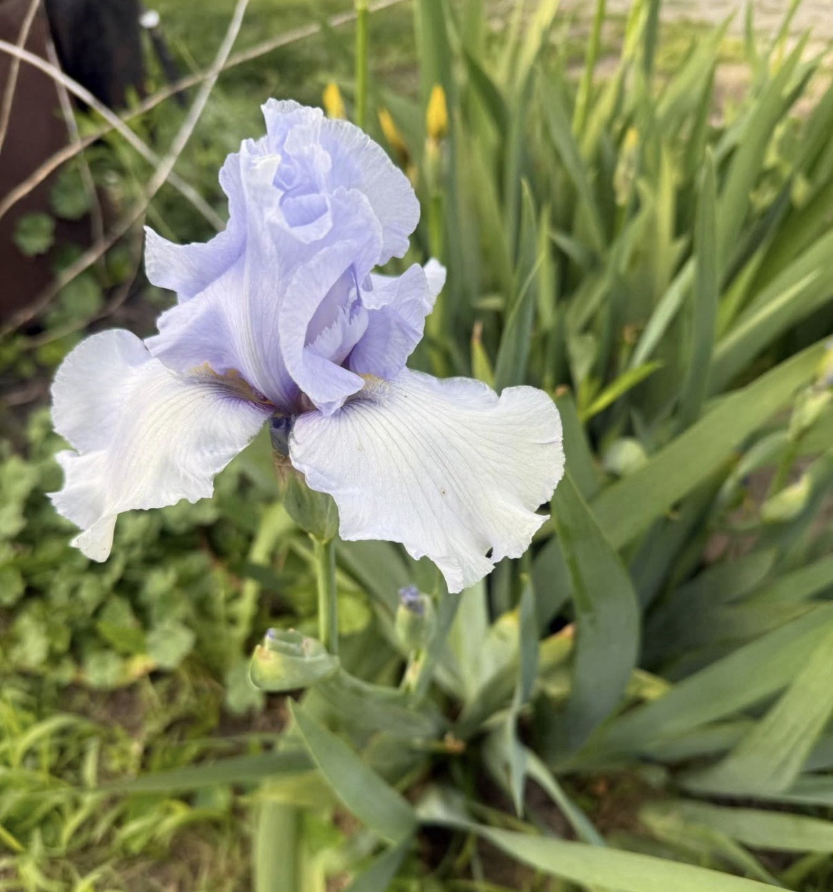 5 Tall Bearded Iris Rhizomes/Bulbs~MIXED COLORS Perennial Flower
