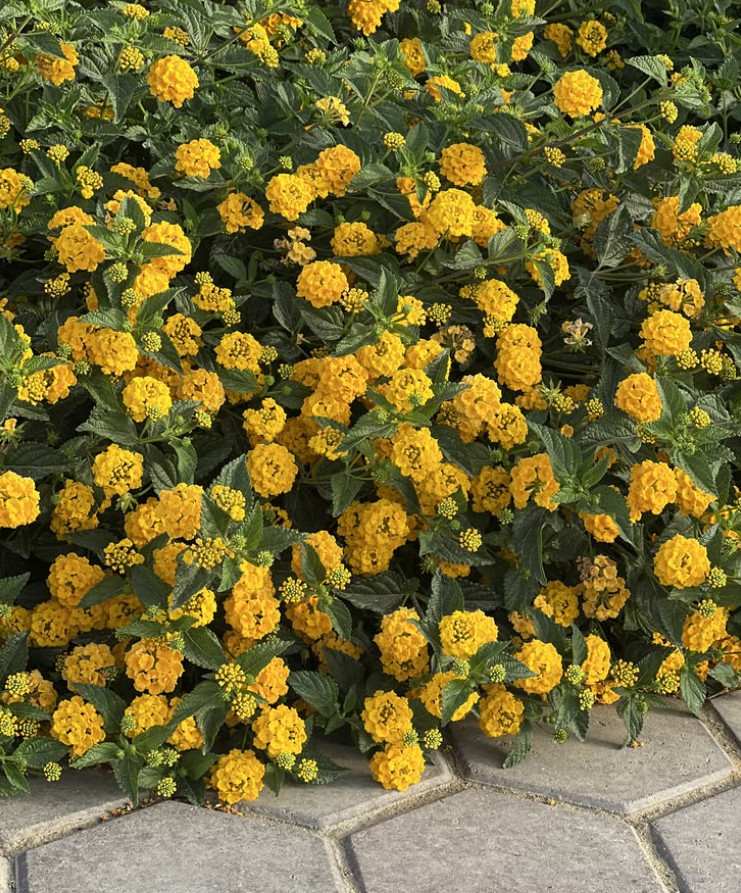 New Gold Lantana Live Plant – 4 Inch Pot – Fully Rooted Groundcover Perennial