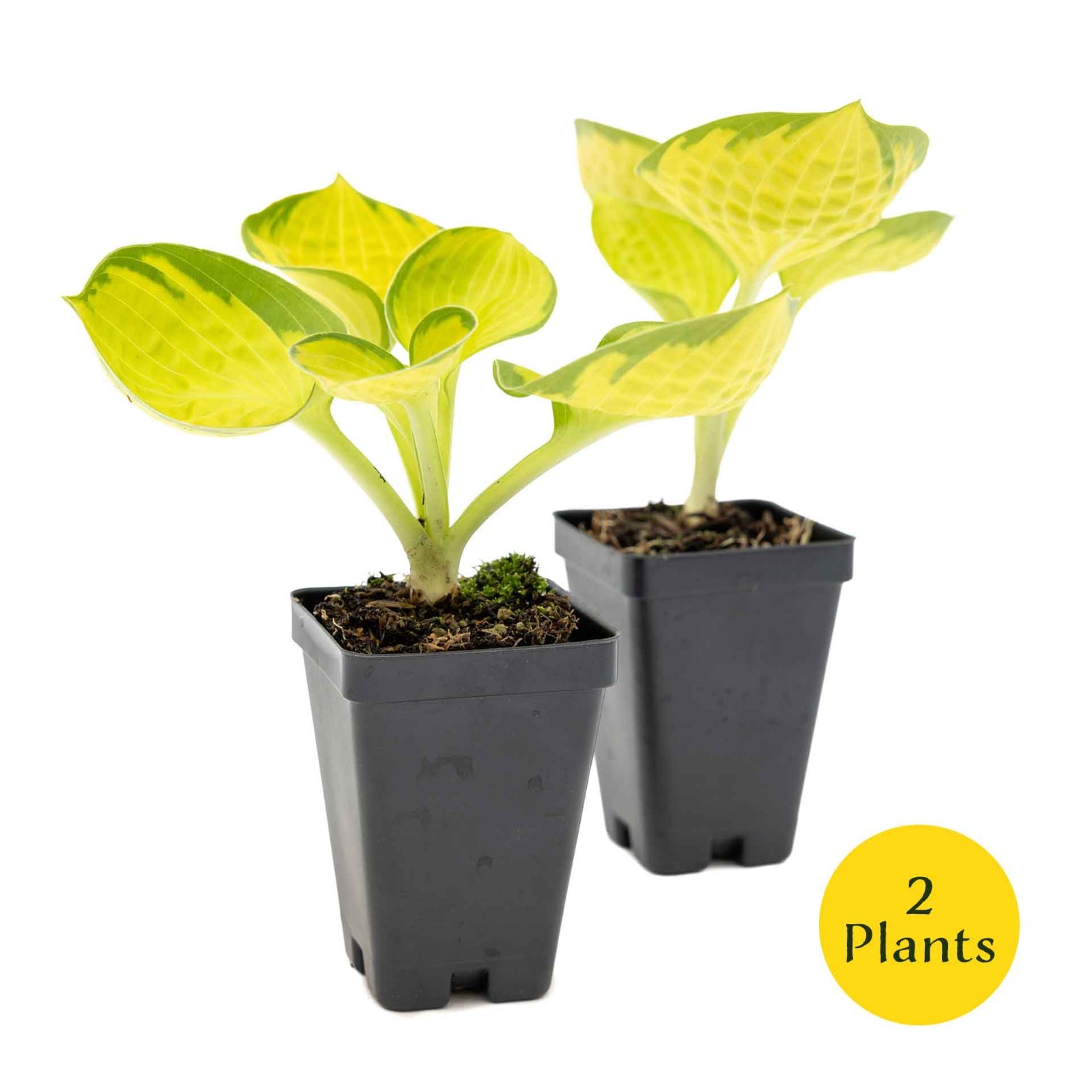 2 Rainforest Sunrise Hosta Plants in 3.5” Cubes, Variegated Yellow Shade Plant