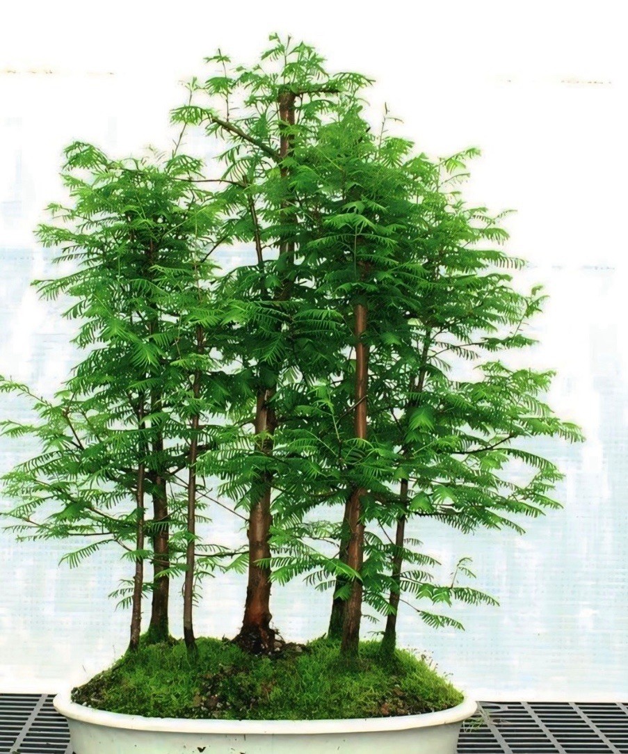 Redwood Tree Large Branch Cutting / BONSAI (Metasequoia glyptostroboides),