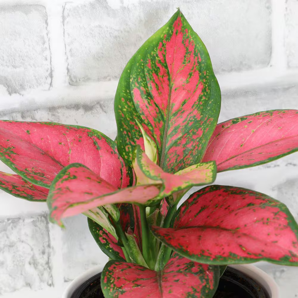 4.25 In. Pink Chinese Evergreen Aglaonema Beauty Live House Plant in Grower Pot