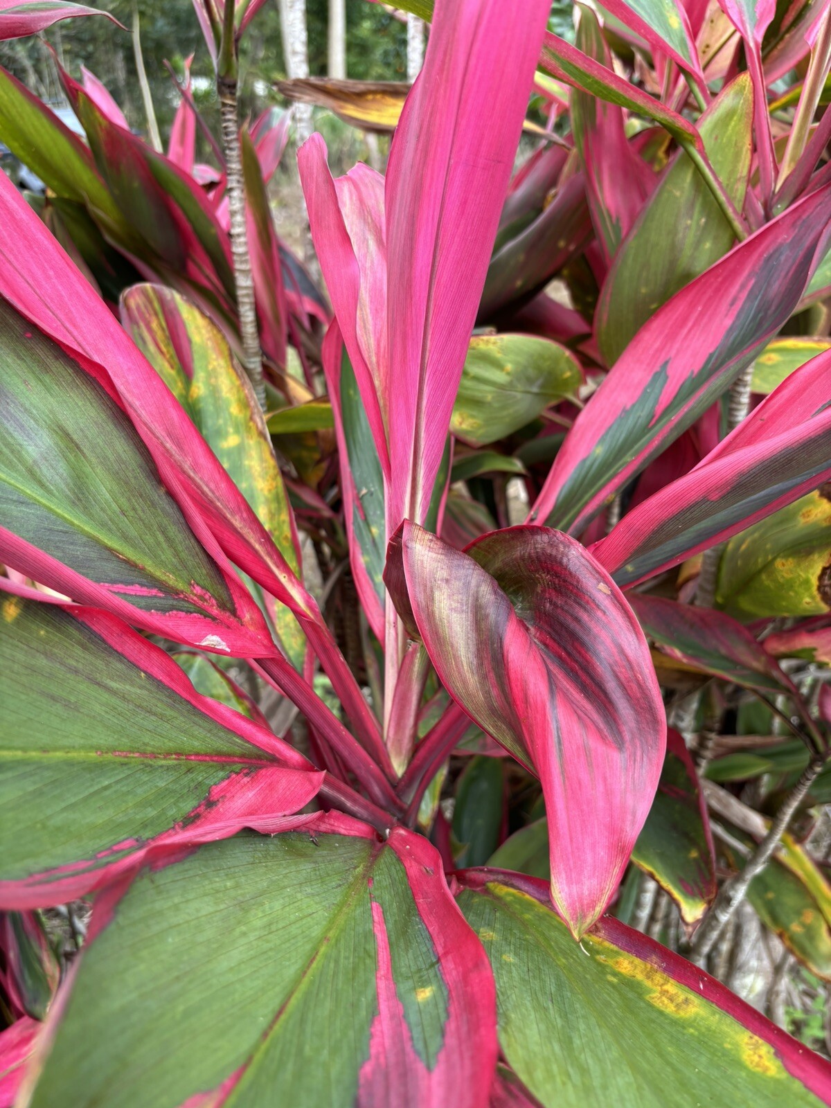 Hawaiian Green/Red Hybrid Ti Leaf Fresh Cuttings 6″ Starters 6 Logs
