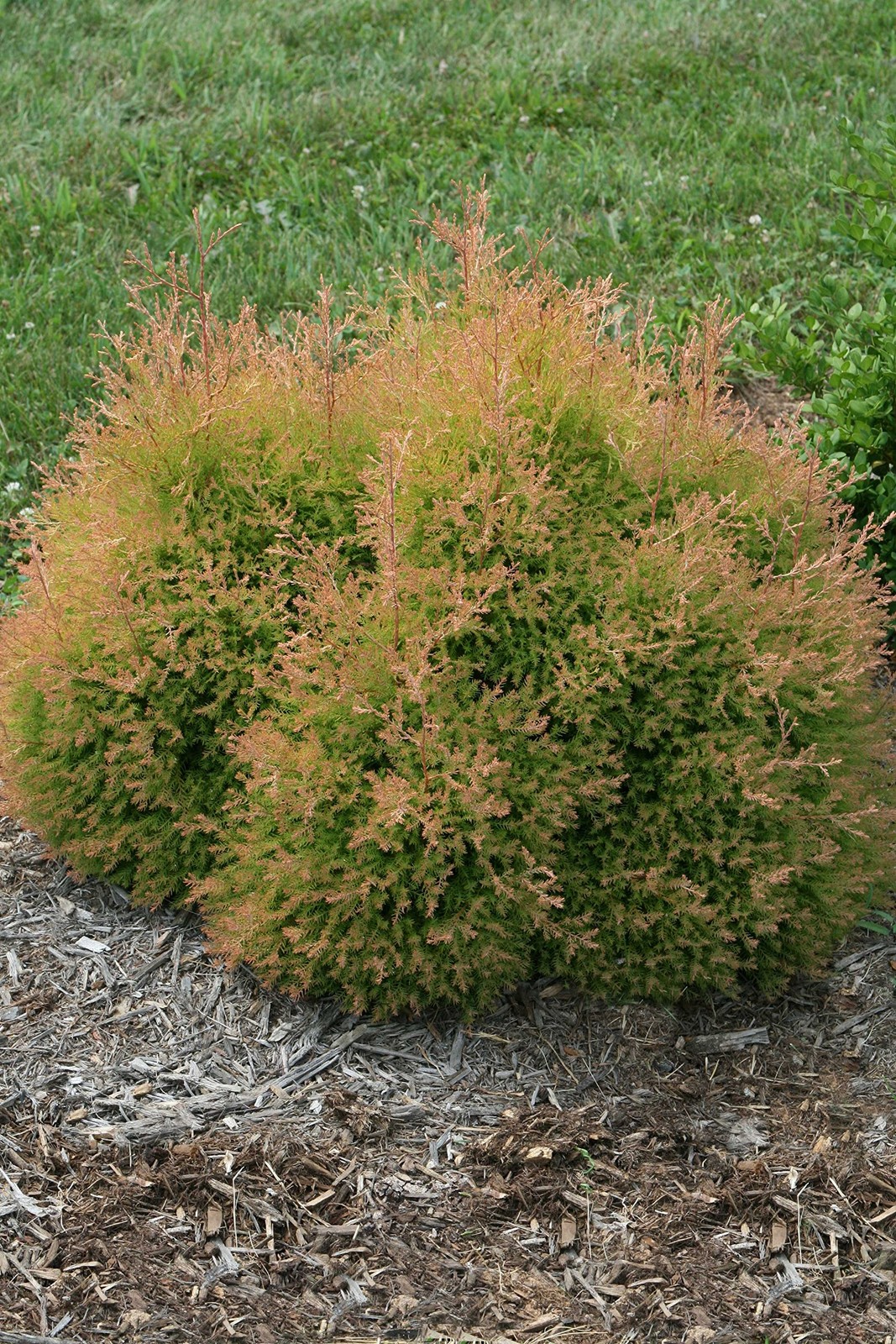 Live Plant from – Thuja occidentalis, Fire Chief Globe Arborvitae #2 Gallon S…