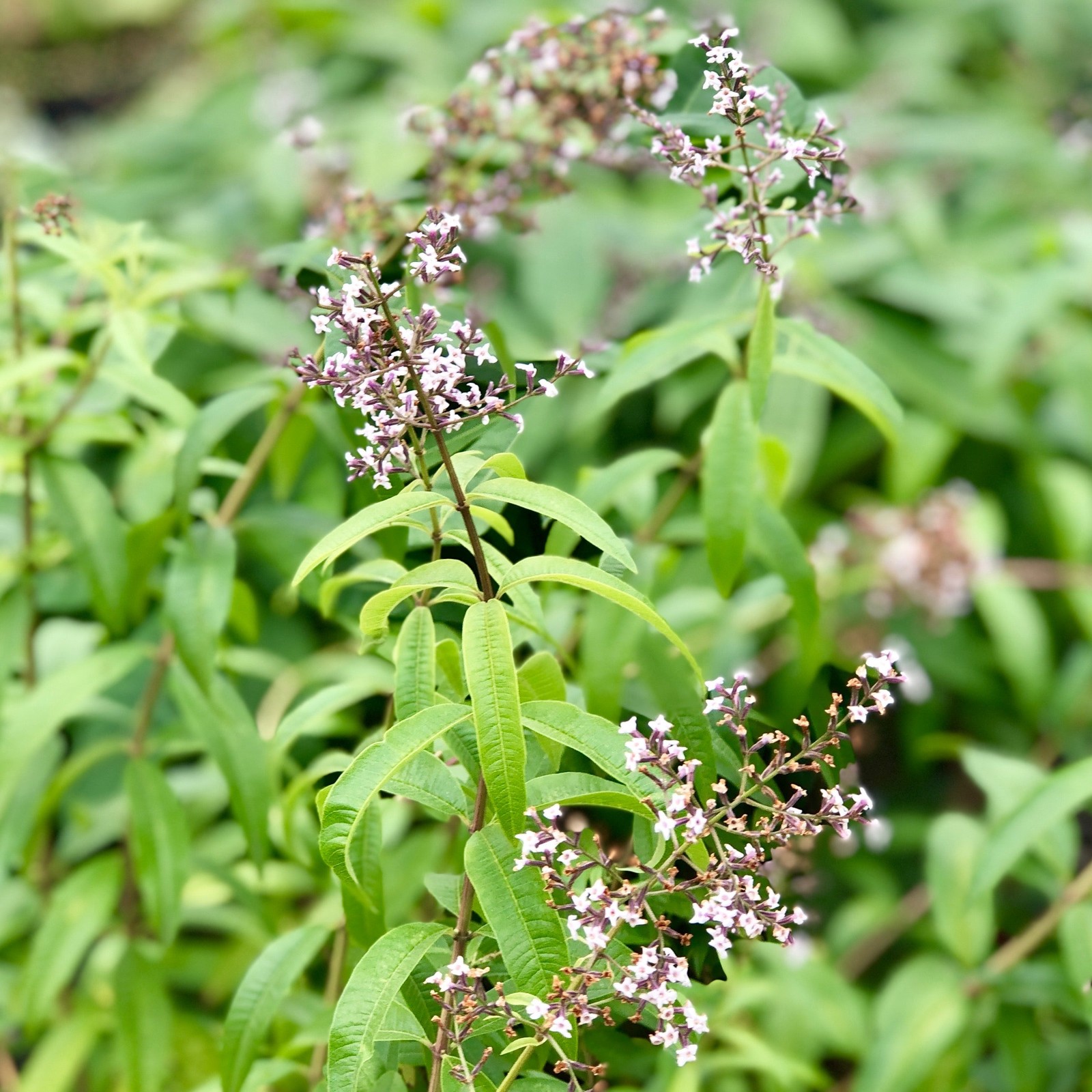 Aloysia Lemon Verbena 1 Potted Plant Rooted in a Quart Pot Herb Shrub