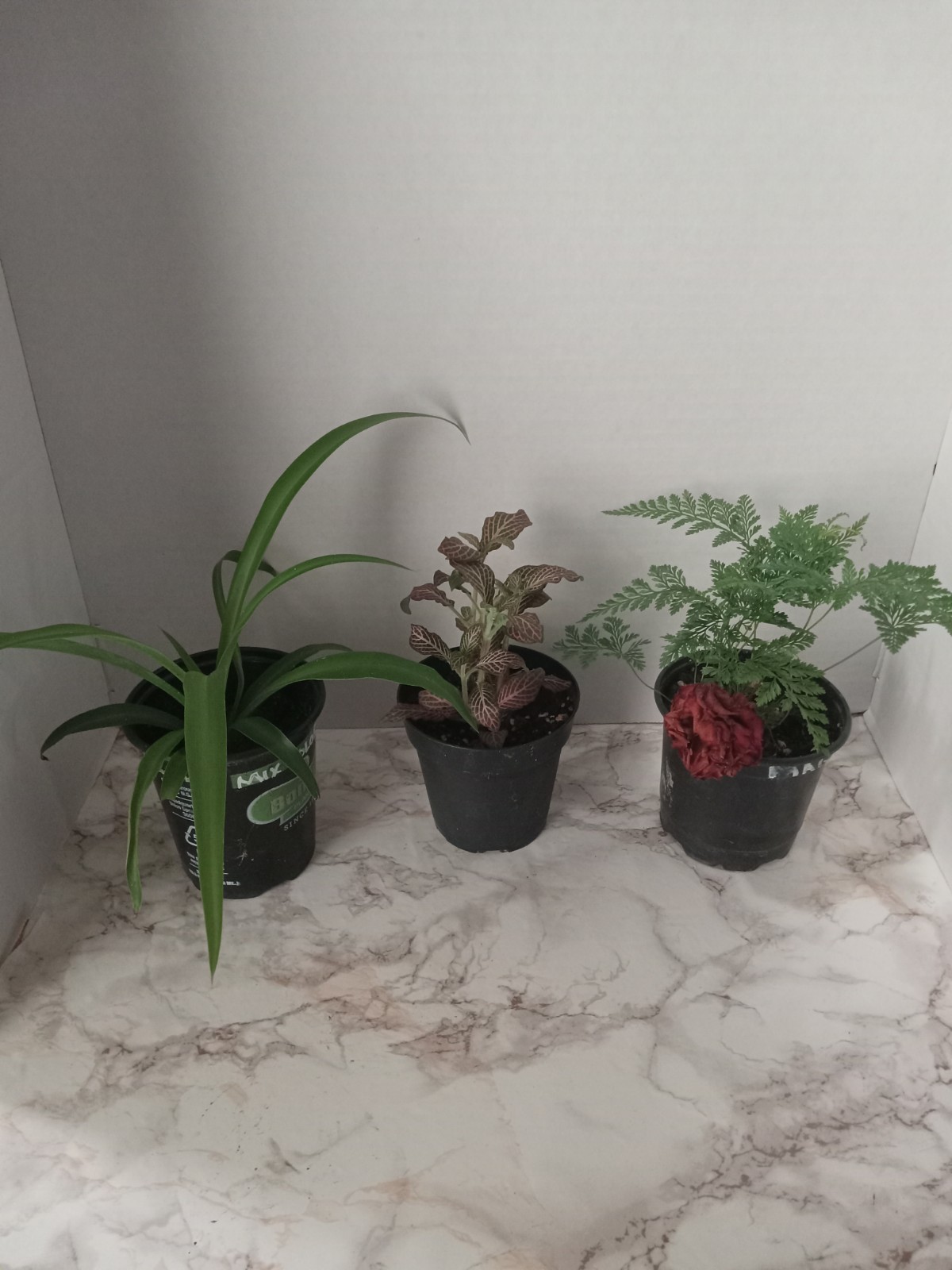 3 Live Plants Bundle, Fantasy Fern,Pink Fittonia, Spider Plant.