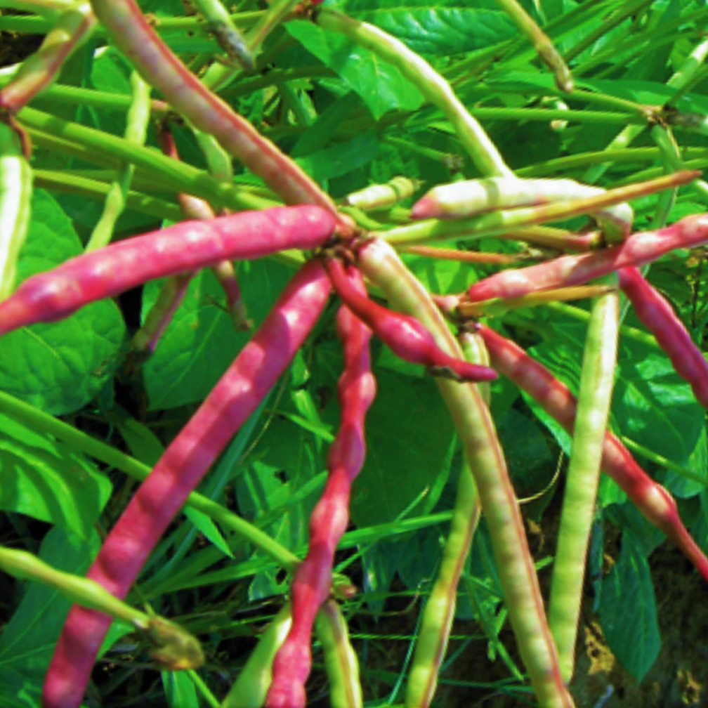 Mississippi Purple Cowpea Seeds | Brown Crowder Purplehull Cow Pea Seed 2024 NEW