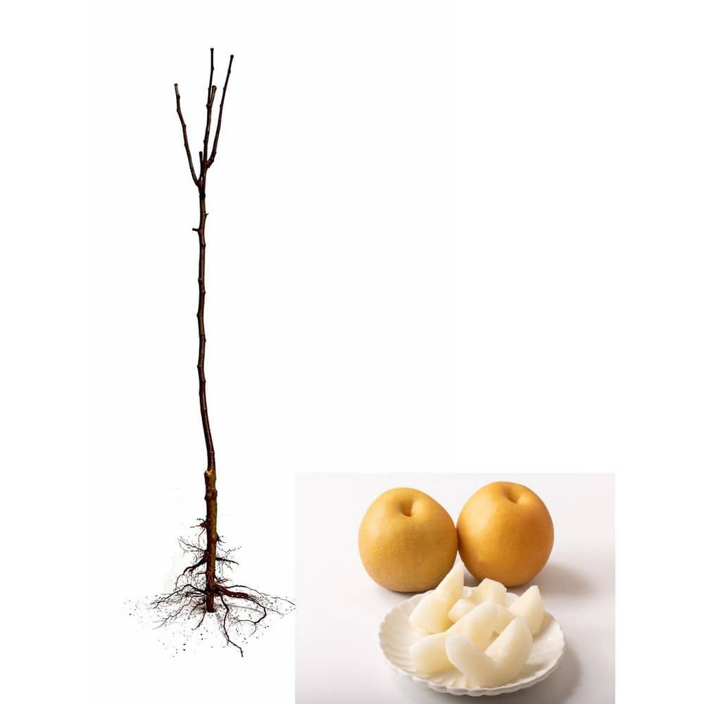 Dwarf Hosui Asian Pear Tree Bare Root