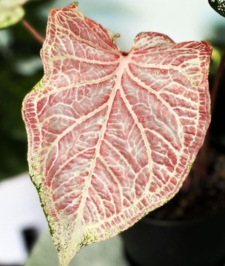 Caladium ‘Peppermint’ – Size #2 Bulbs (4 Bulbs, 1-1.5″) – Vibrant Pink Tropical
