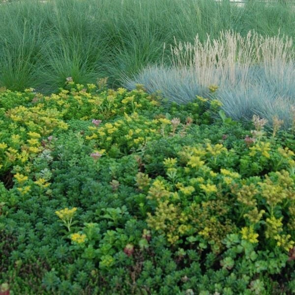 100+ BEAUTIFUL MIXED SEDUM SEEDS – Succulent groundcover USA
