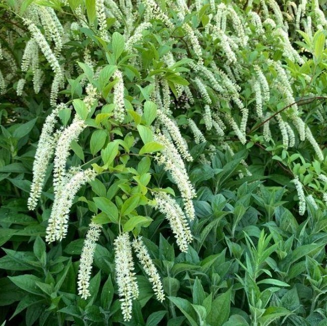 Henry’s Garnet Itea Virginica Sweetspire Live Plant – 6-12″ Tall – Zones 5-9