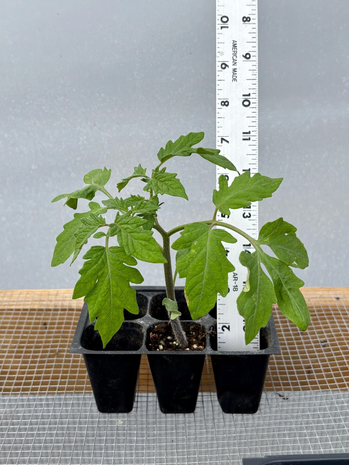 Tomato Live Plant – Seedlings/Plugs and Plants – 3″- 12″ tall – 30-60+ days old