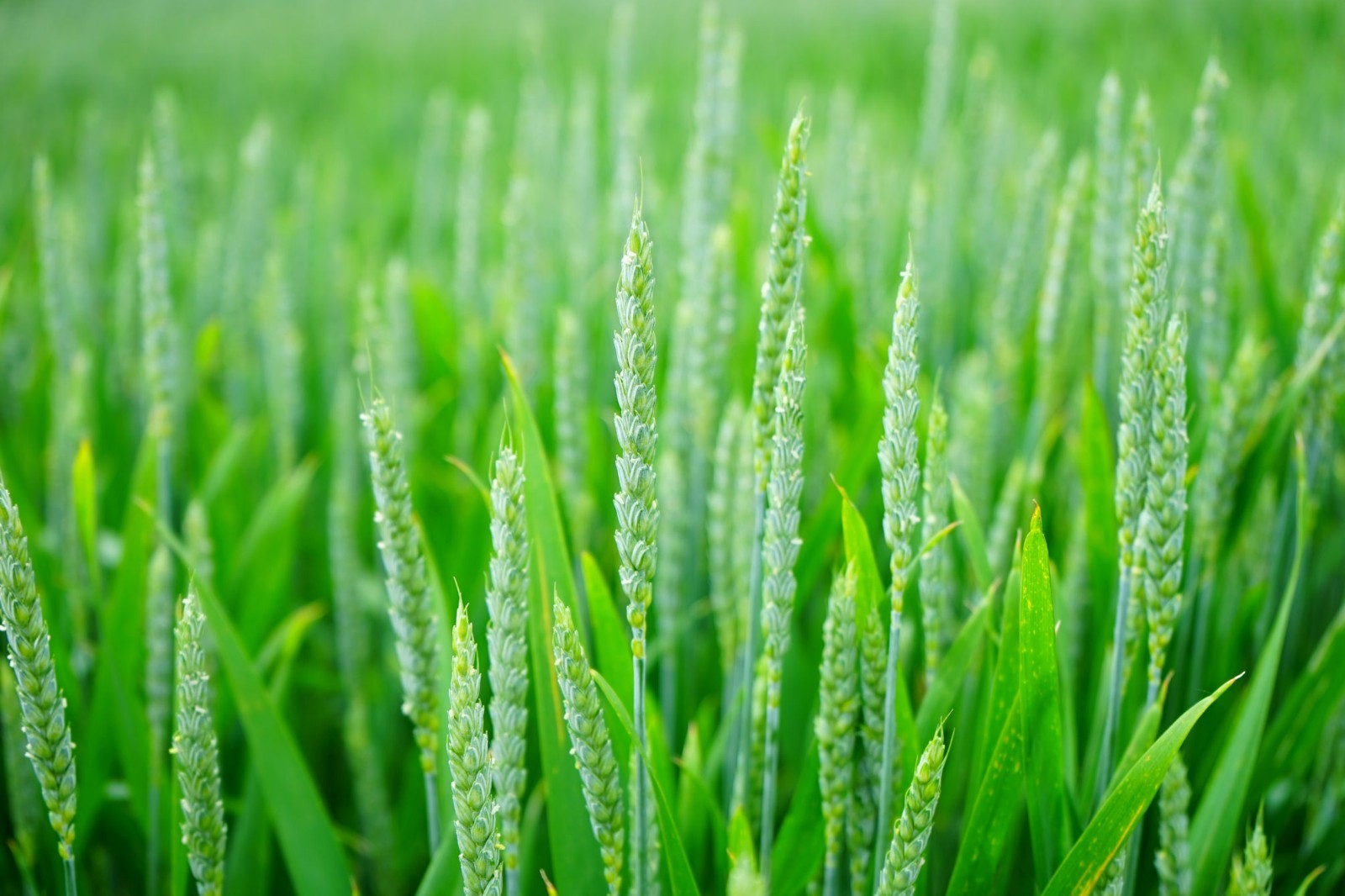 100 Heritage Grain Seeds! Heirloom Sirvinta Organic Wheat-All Natural Non GMO