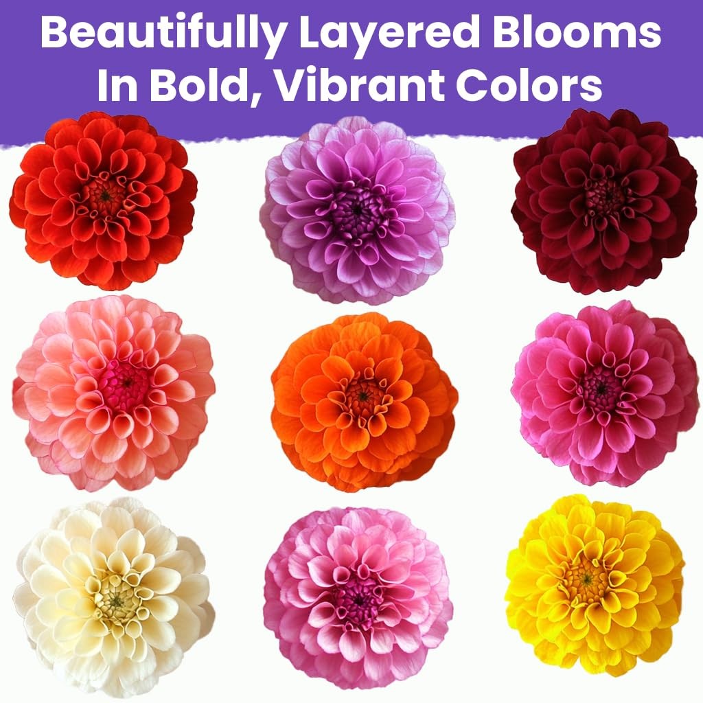 NatureZ Edge Zinnia Seeds for 2026 Planting 4g, Dahlia Mix Multi Color