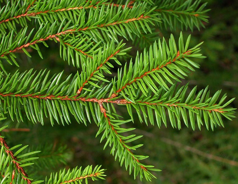 Norway Spruce Plant – 3-6″ Tall – Evergreen Conifer Tree for Landscaping, Windbr