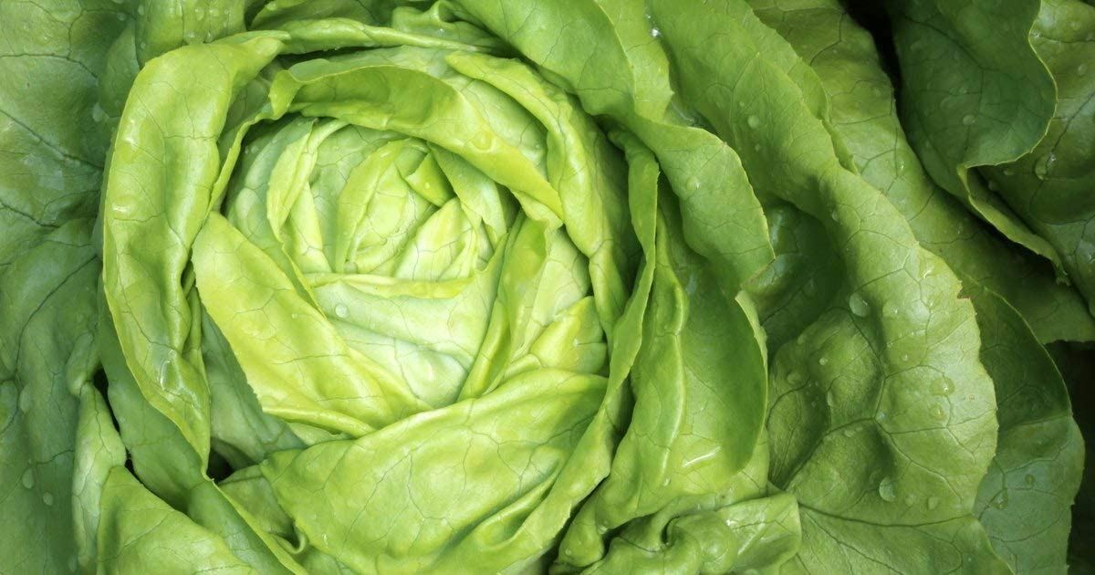 Lettuce Seeds Bibb Lettuce Seeds,”COOL BEANS N SPROUTS” Brand. Home Gardening.