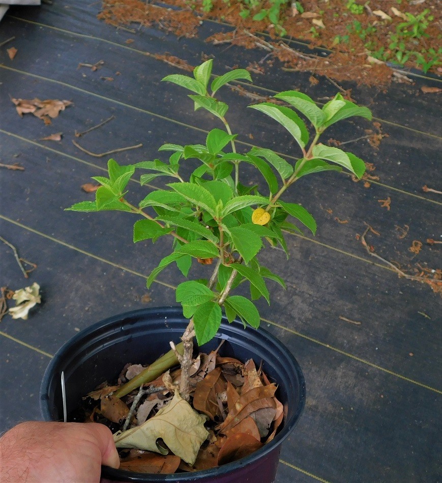 Raspberry Sundae Hydrangea Plants