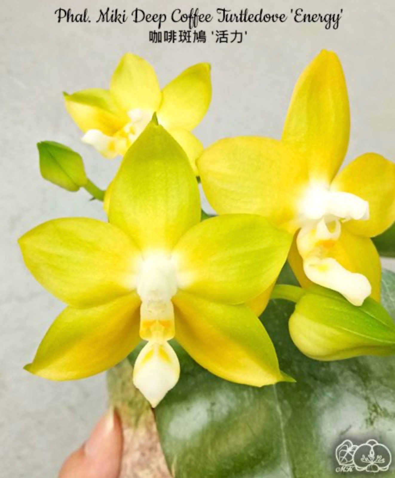 Phalaenopsis Miki Deep Coffee Turtledove ‘Energy’ [IN SPIKE]