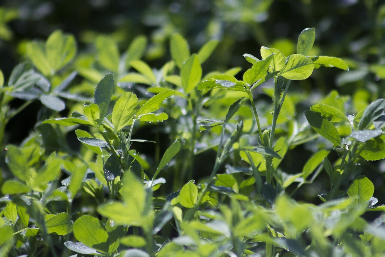 Alfalfa Seeds for Planting – High-Yielding Forage Crop Nitrogen-Fixing NON-GMO