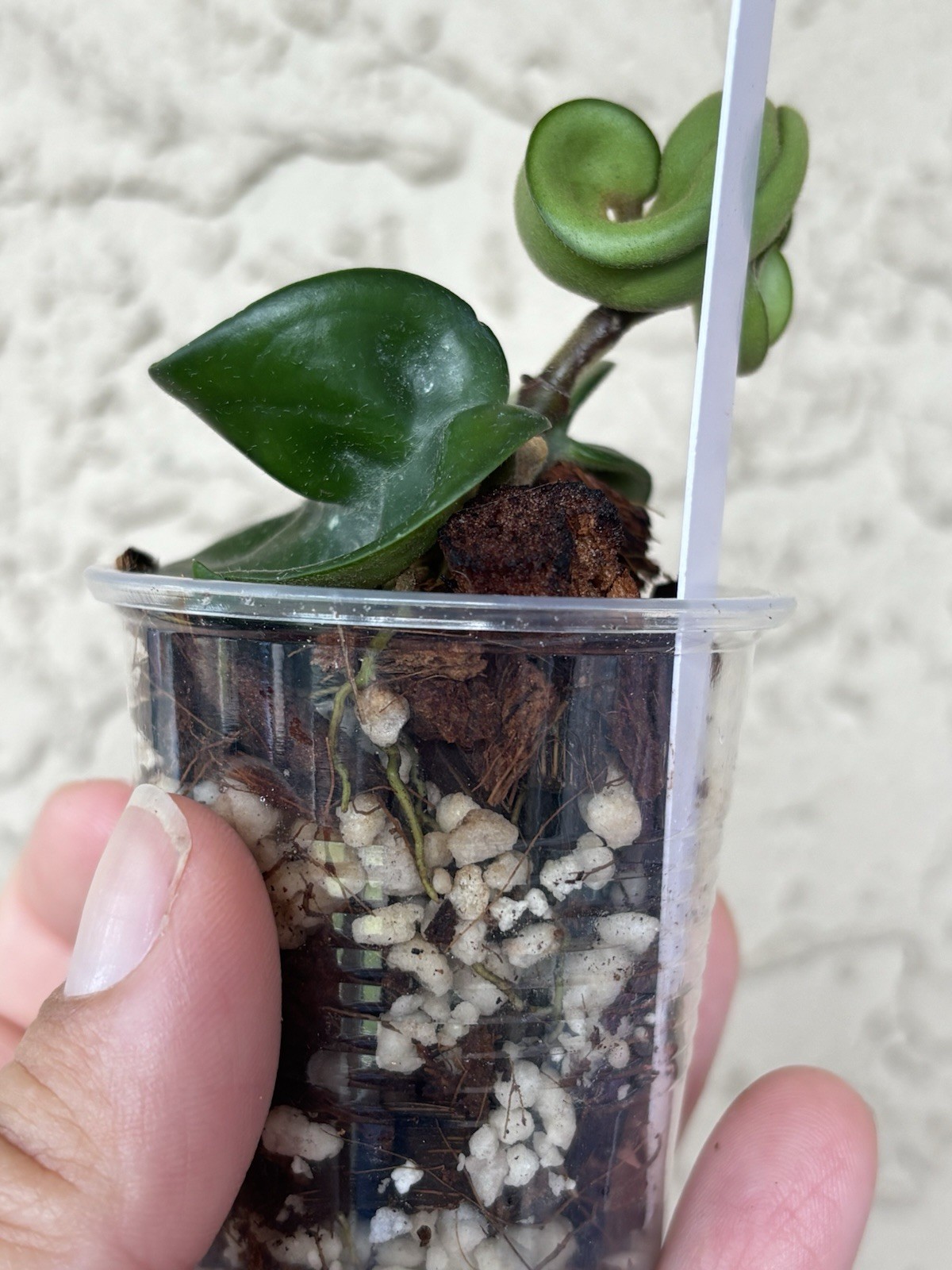 Hoya Hindu rope/ Hoya carnosa compacta / flor de cera/wax plant (#13)