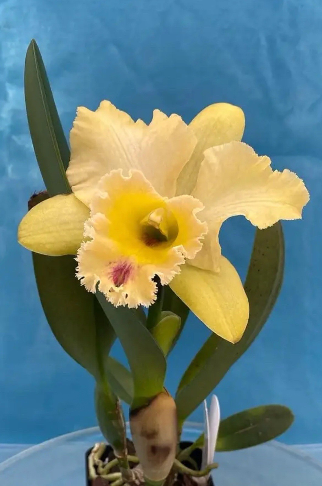 Pry. Orchidom Green Glade X Rlc Karen’s Sunrise Fragrant BS Orchid Eros 4” Pot
