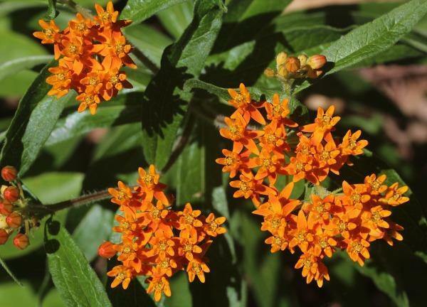 Asclepias tuberosa | Orange Milkweed | 150 Seeds