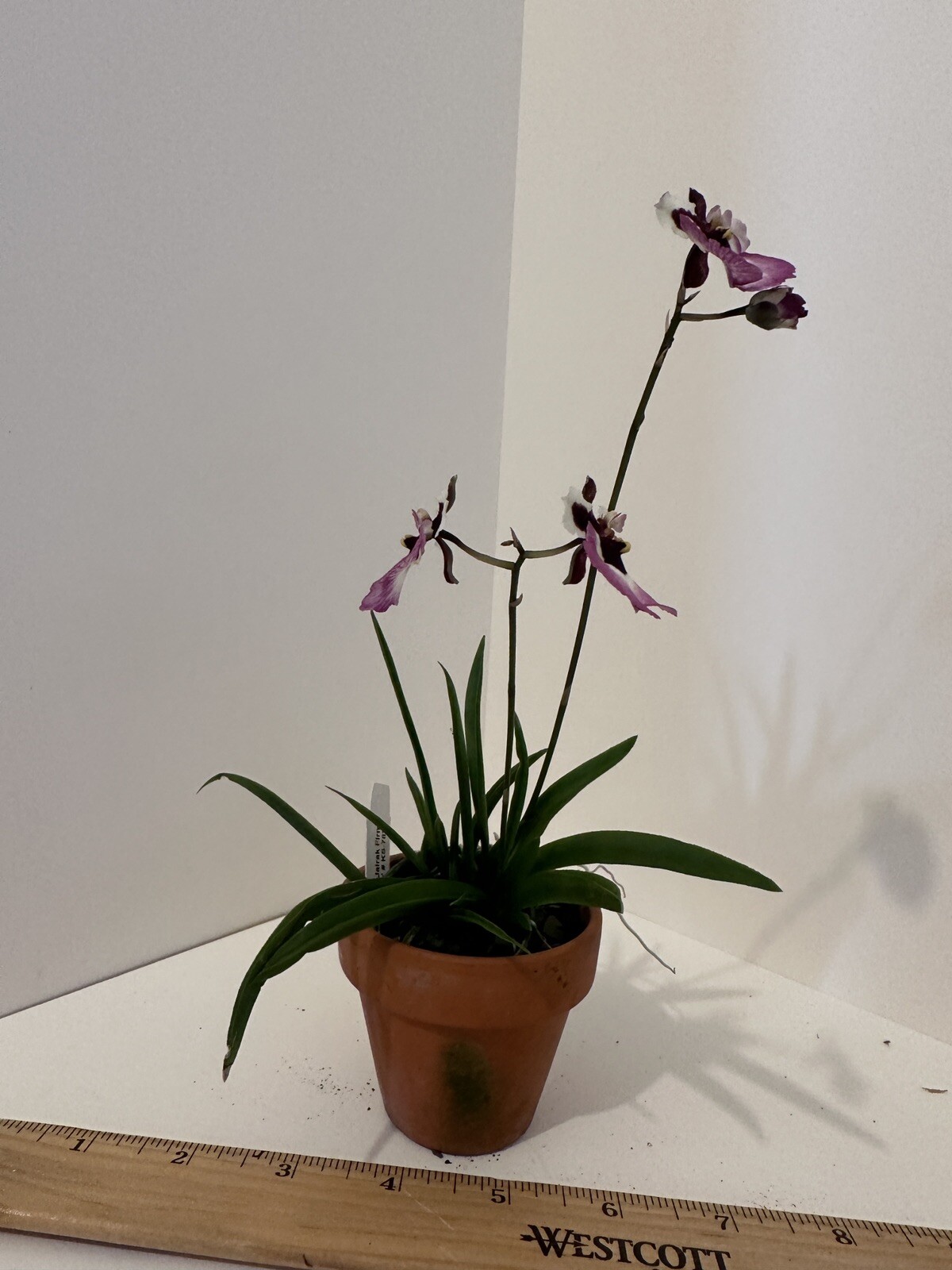 Three Different Tolumnia IN SPIKE! Equitant Orchid Plant Oncidium 3 Plants