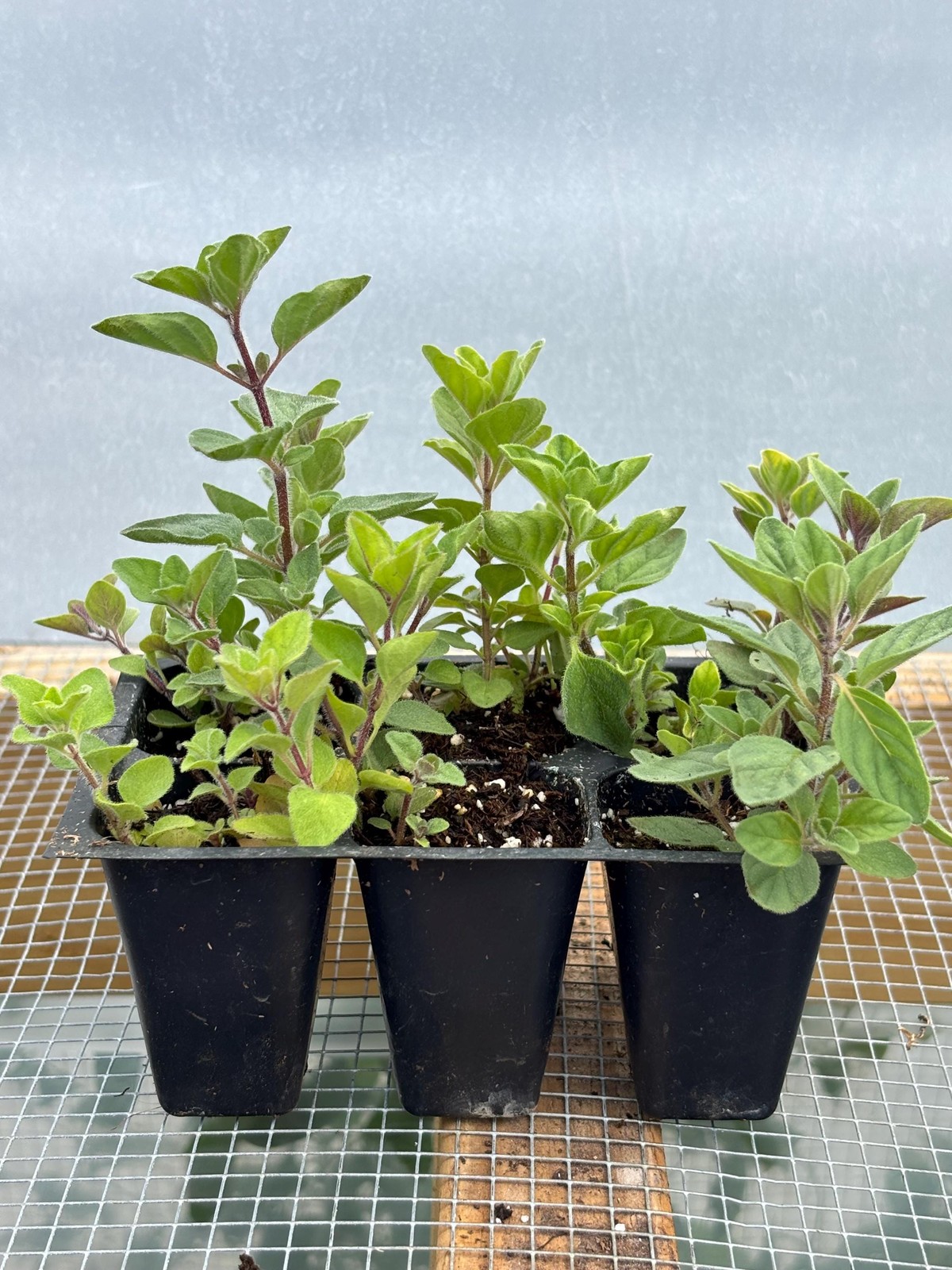Oregano Live Plant – Seedlings/Plugs and Plants – 3″- 12″ tall – 30-60+ days old