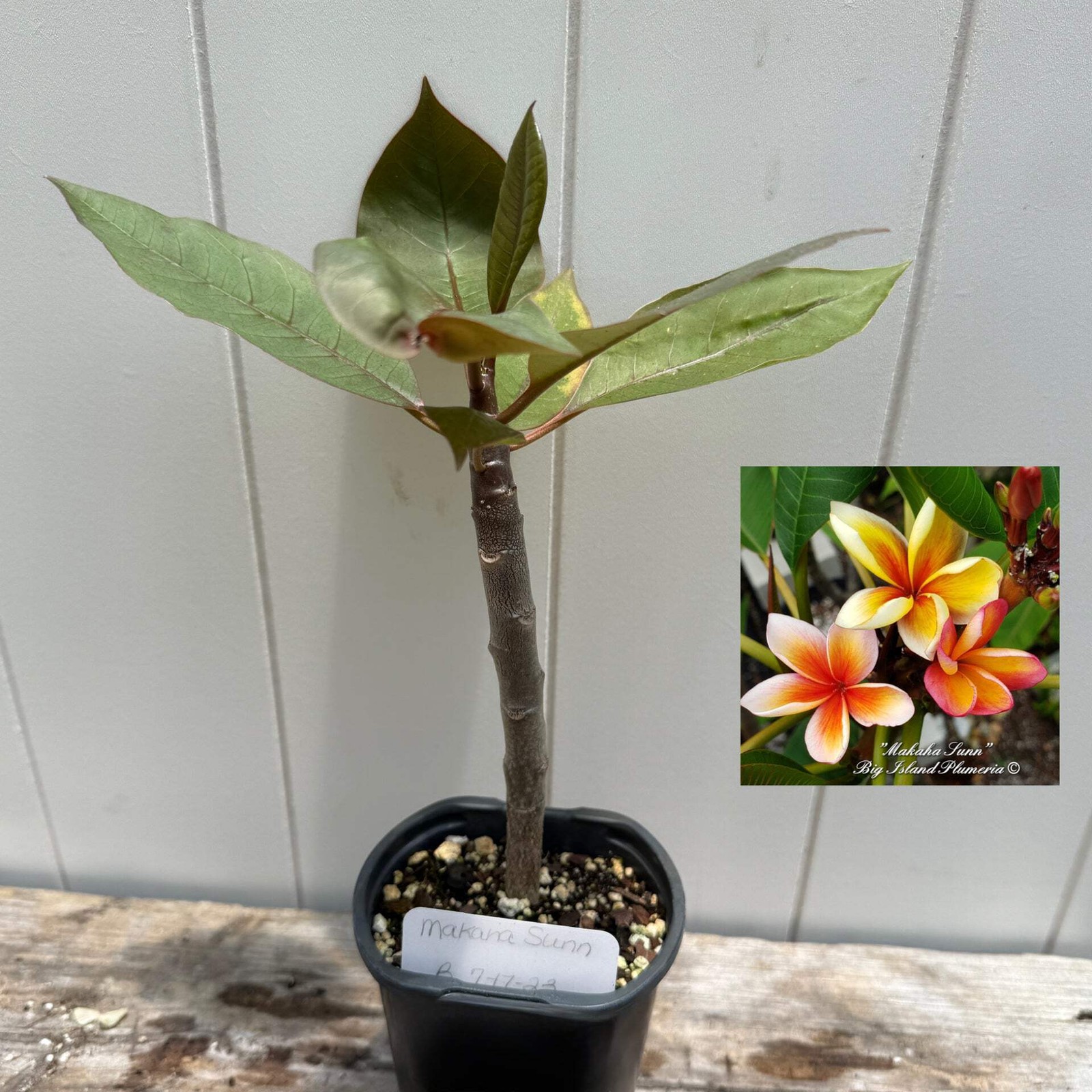 1 year Plumeria Seedlings, Make your own 3-Pack