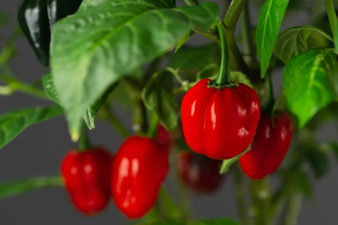 Aji Dulce Cachucha Sweet seasoning pepper popular in Puerto Rico, Latin America