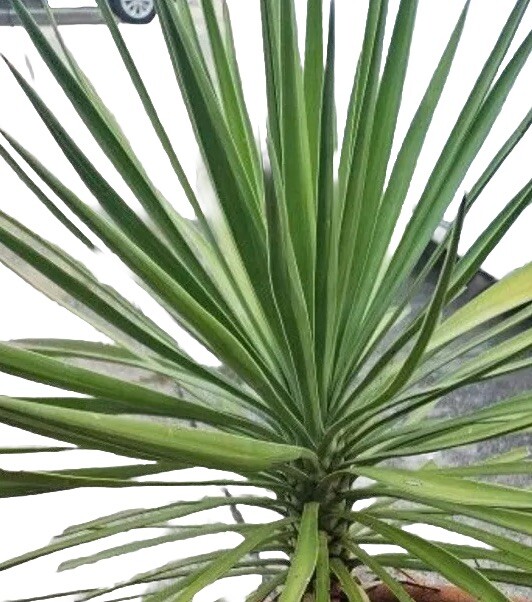 Sculptural Flowering Evergreen Adam’s Needle! 3 Gallon- No Pot 2.5”