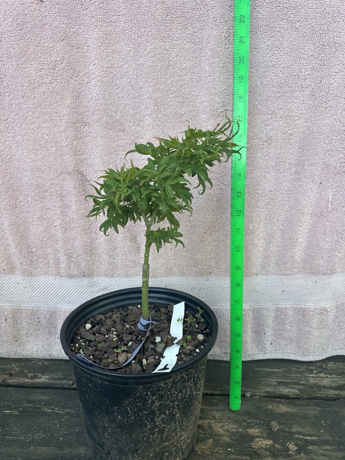 Acer Palmatum El Tigre Rare Japanese Maple 3-4yr Old 1.5 Gal
