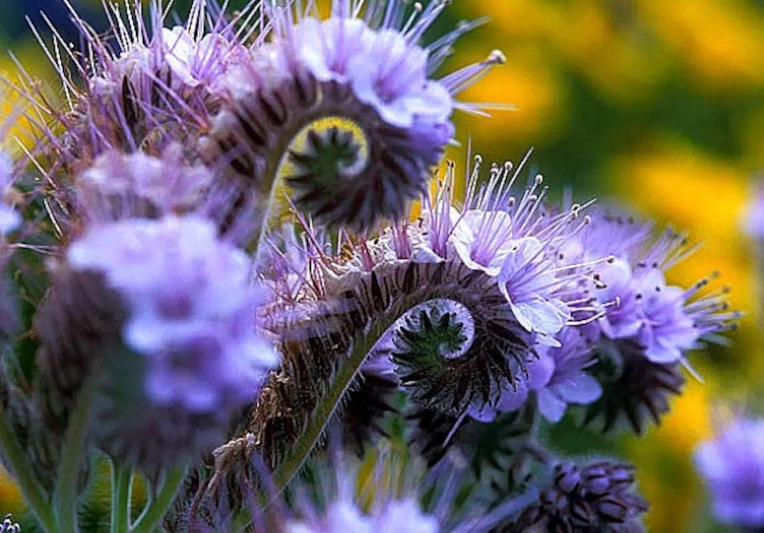 200+ LACY PHACELIA SEEDS – PURPLE TANSY FLOWER – BEE’S & BUTTERFLIES -COVER CROP