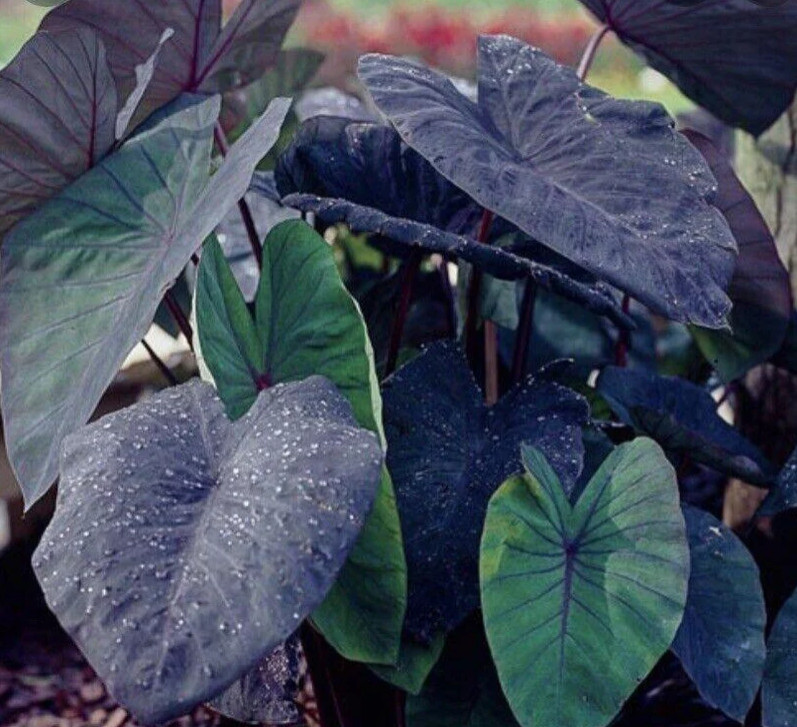 Black Ruffle Colocasia Plant – 5-10″ Tall – Dark Elephant Ear Tropical Plant