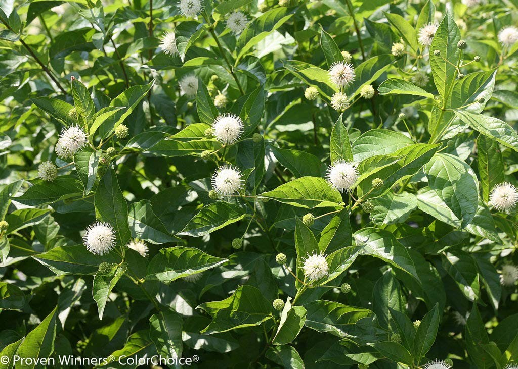 Green Promise Farms Proven Winners – Cephalanthus Occidentalis Sugar Shack