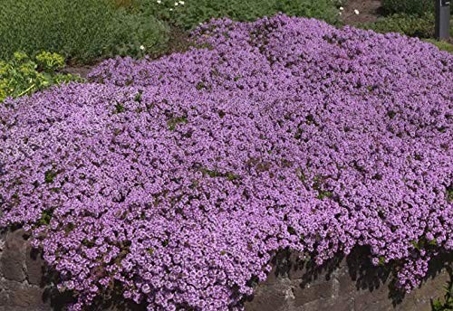 UtopiaSeeds Creeping Thyme Seeds – Thymus Serpyllum – Landscaping Ground Cove…