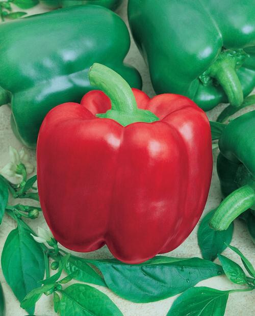 50+ CALIFORNIA WONDER BELL PEPPER SEEDS NON-GMO FRESH FOR YOUR GARDEN