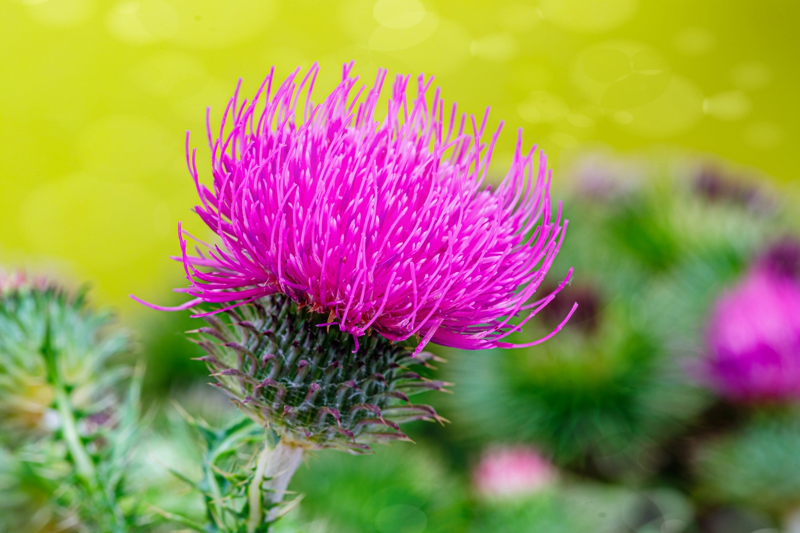 100 ORGANIC Blessed MILK THISTLE Silybum Marianum Hummingbird Purple Flower Seed