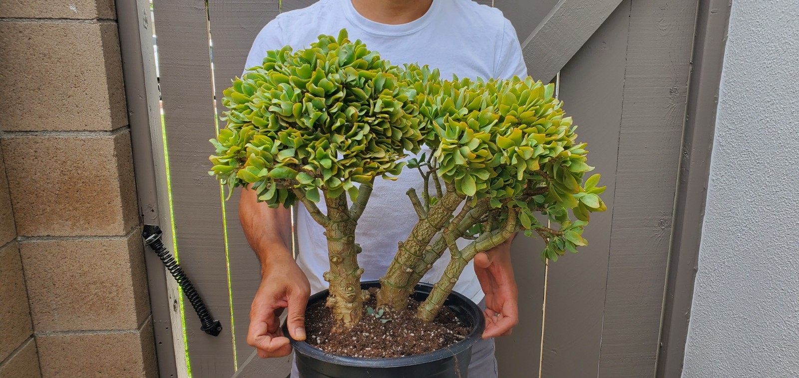 Crassula Arborescens Ripple Jade Succulent Great for Bonsai -A