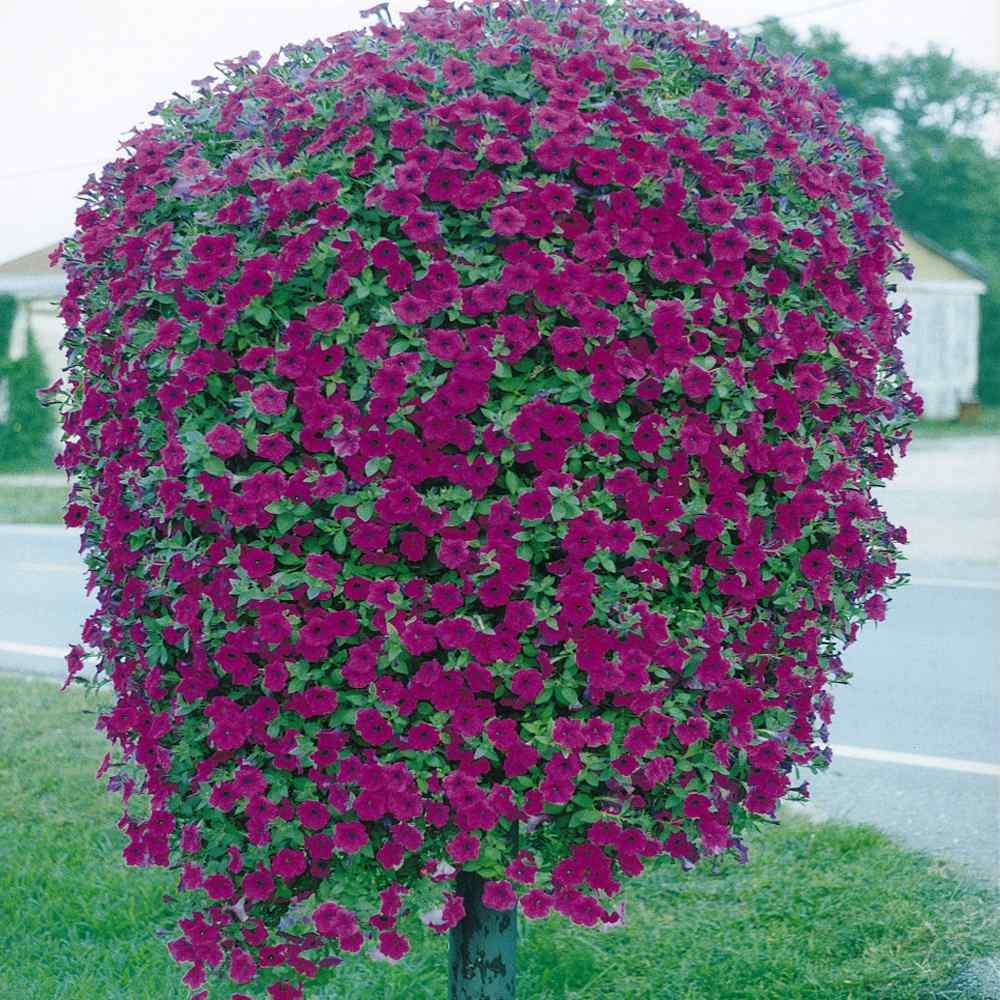30 Seeds Purple Classic Wave Petunias Only Grow 4 – 6 Inches Tall – AAS Winner