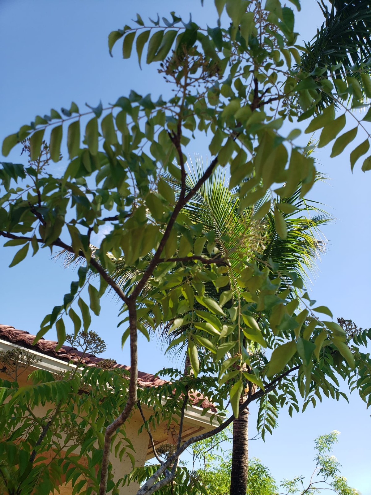Over 7 ft tall Aromatic Curry Leaf plant Organically grown-over 7 plus ft TALL