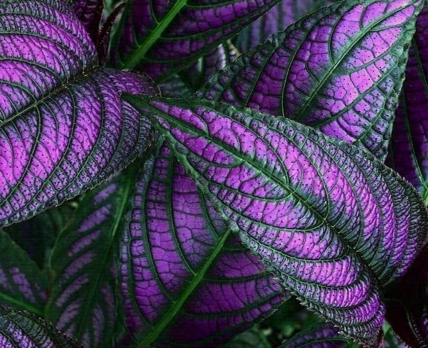2 x PERSIAN SHIELD Halloween Queen LIVE PLANT (STROBILANTHES DYERIANUS)
