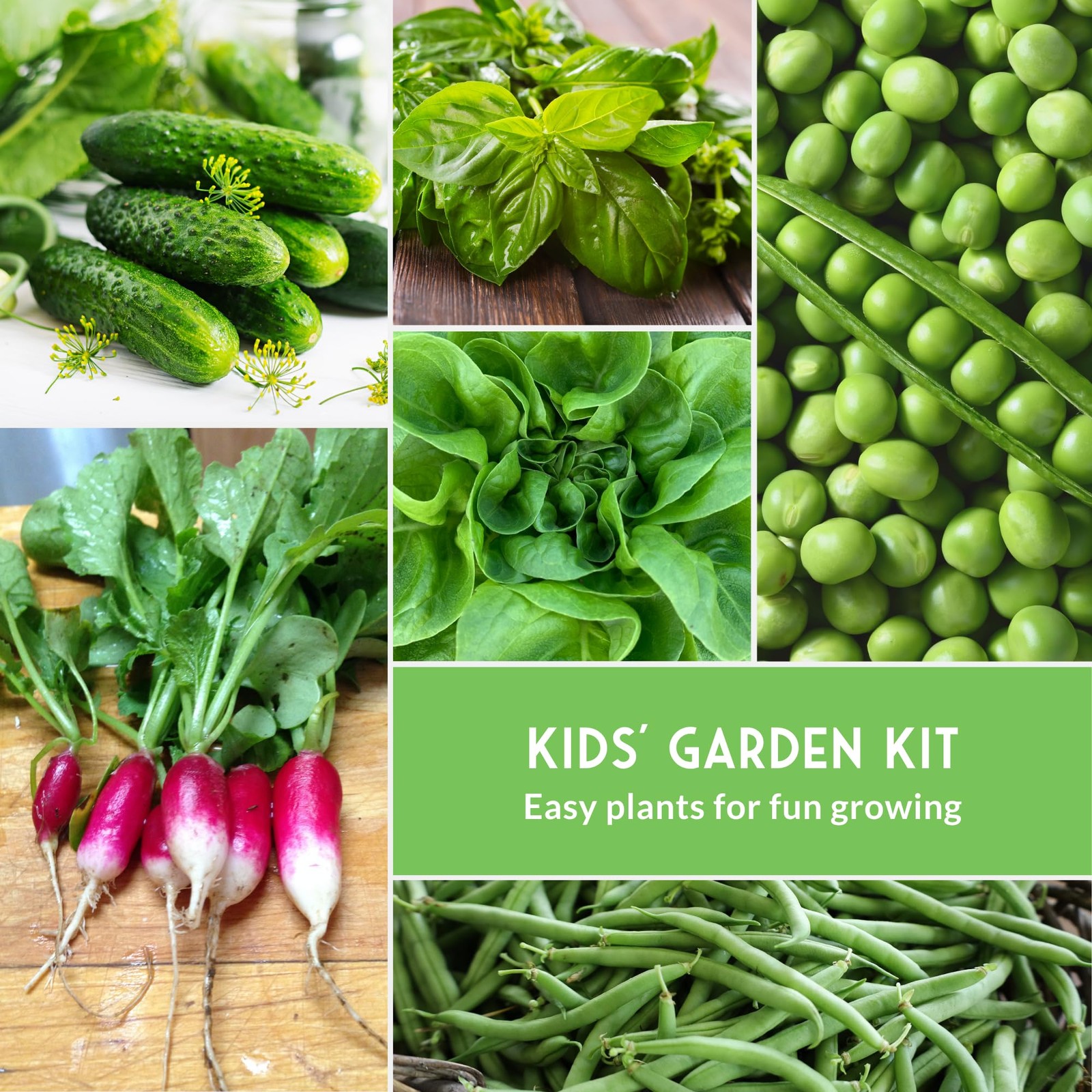 Survival Garden Seeds Kids’ Easy Collection – Cucumber, Multicolor