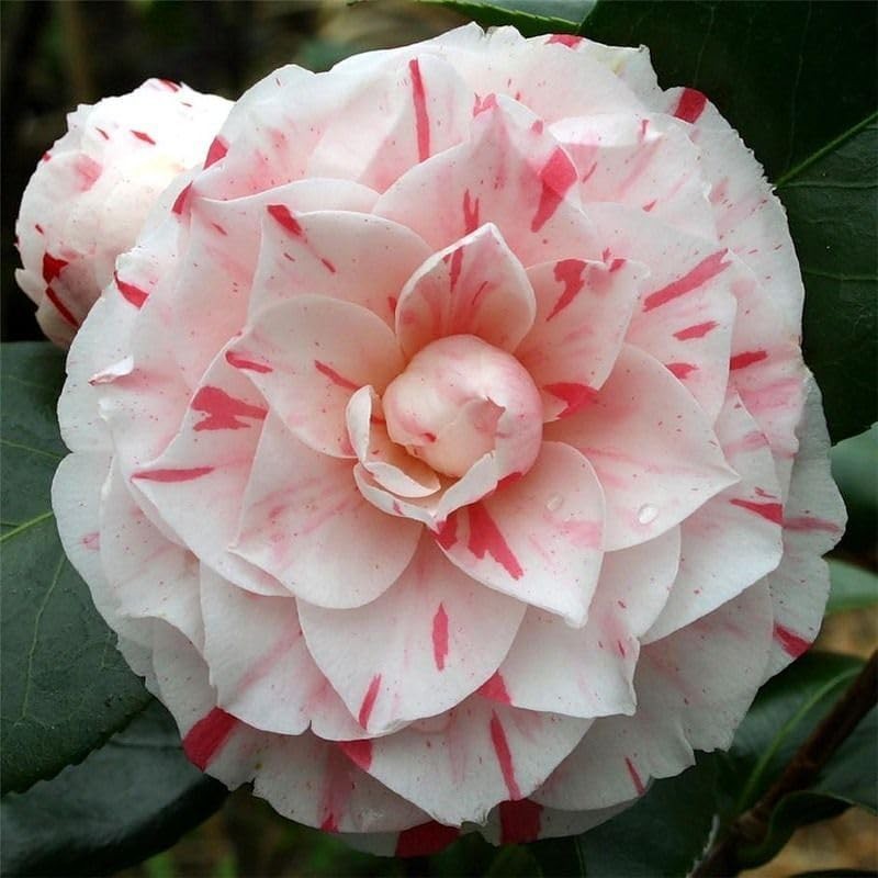 Easy-Care Camellia Seed Set – 20+ Delightful Flowers for -Round Color